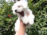Mini Boyut Sevimli Maltese Yavrular