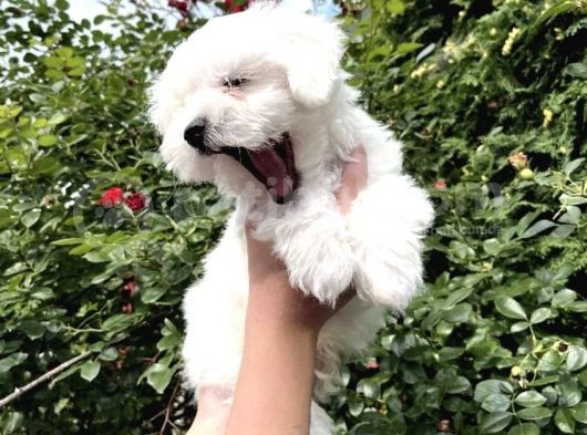 Mini Boyut Sevimli Maltese Yavrular görsel