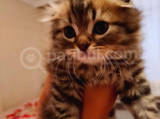 Safkan Scottish Fold Long Hair Orijinal Yavrular görsel