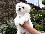 Mini Boyut Sevimli Maltese Yavrular