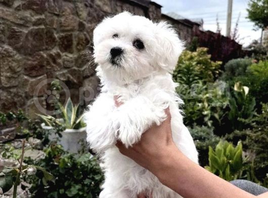Mini Boyut Sevimli Maltese Yavrular görsel