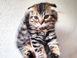 Safkan Scottish Fold Long Hair Orijinal Yavrular