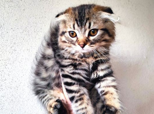 Safkan Scottish Fold Long Hair Orijinal Yavrular görsel