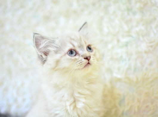 Show Güzelli̇kte Lynx Bri̇ti̇sh Longhai̇r görsel
