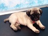 2 Aylık Orijinal Erkek Pug.aşılı.karneli.