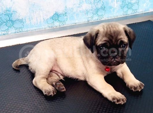 2 Aylık Orijinal Erkek Pug.aşılı.karneli. görsel