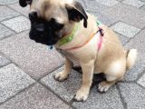 Disi Pug Yavrumuz Yeni Yuvasına Hazir