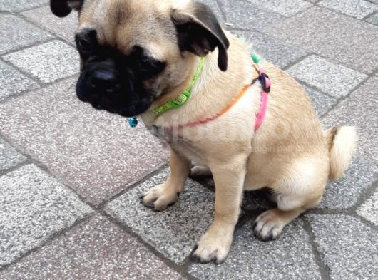 Disi Pug Yavrumuz Yeni Yuvasına Hazir