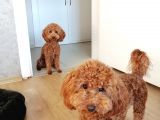 10 Aylık Poodle