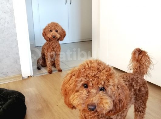 10 Aylık Poodle görsel