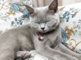 British Shortair Dişi Kedi