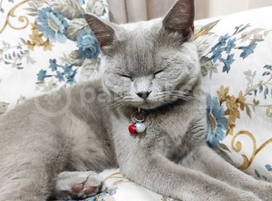 British Shortair Dişi Kedi görsel