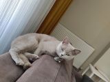 British Shortair Dişi Kedi