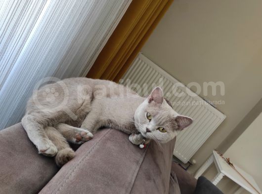 British Shortair Dişi Kedi görsel