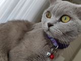 British Shortair Dişi Kedi