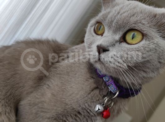 British Shortair Dişi Kedi görsel