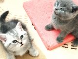 Kedi Sahiplendirme