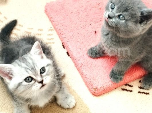 Kedi Sahiplendirme görsel