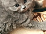 Kedi Sahiplendirme