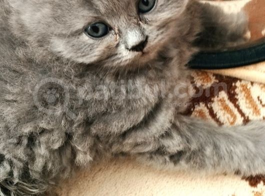 Kedi Sahiplendirme görsel