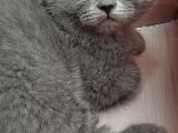 Kedi Sahiplendirme