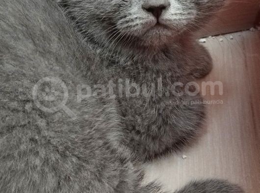 Kedi Sahiplendirme görsel