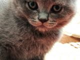 Kedi Sahiplendirme