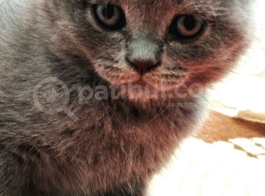 Kedi Sahiplendirme görsel