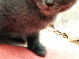 Kedi Sahiplendirme