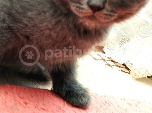 Kedi Sahiplendirme görsel
