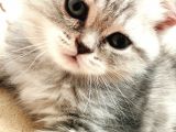 Kedi sahiplendirme