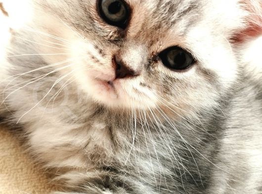 Kedi Sahiplendirme