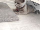 British Shortair Dişi Kedi