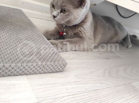 British Shortair Dişi Kedi görsel