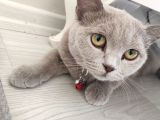 British Shortair Dişi Kedi