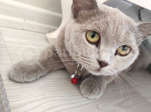 British Shortair Dişi Kedi