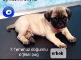 2 Aylık Orijinal erkek pug.aşılı.karneli.