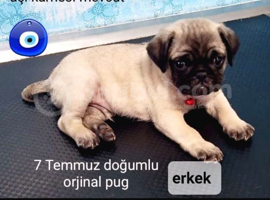 2 Aylık Orijinal Erkek Pug.aşılı.karneli.