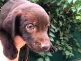 Chocolate Labrador