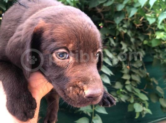 Chocolate Labrador görsel