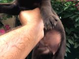 Chocolate Labrador