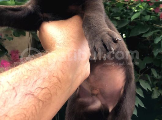 Chocolate Labrador görsel