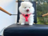 Show Kalite Teddy Face Pomeranian Boo Yavrular