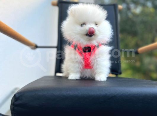 Show Kalite Teddy Face Pomeranian Boo Yavrular