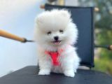 Show Kalite Teddy Face Pomeranian Boo Yavrular