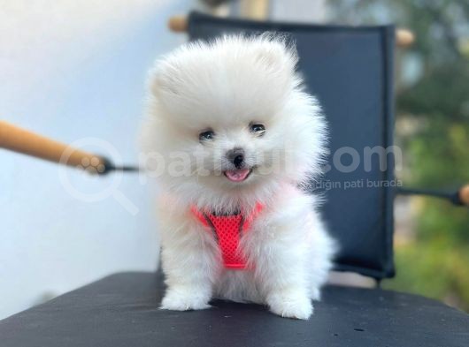 Show Kalite Teddy Face Pomeranian Boo Yavrular görsel