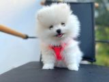 Show Kalite Teddy Face Pomeranian Boo Yavrular