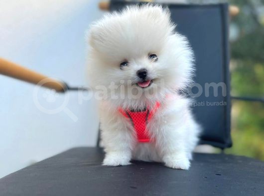 Show Kalite Teddy Face Pomeranian Boo Yavrular görsel