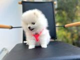 Show Kalite Teddy Face Pomeranian Boo Yavrular