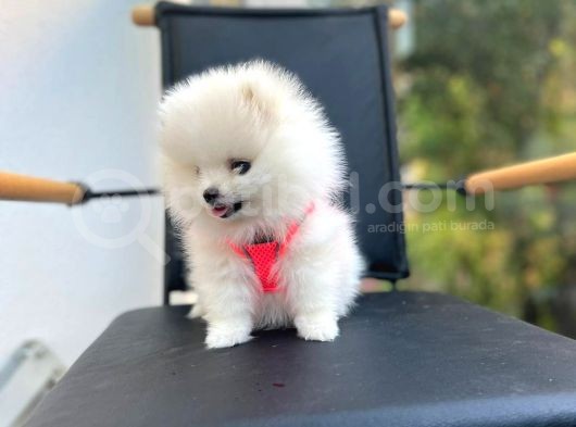Show Kalite Teddy Face Pomeranian Boo Yavrular görsel